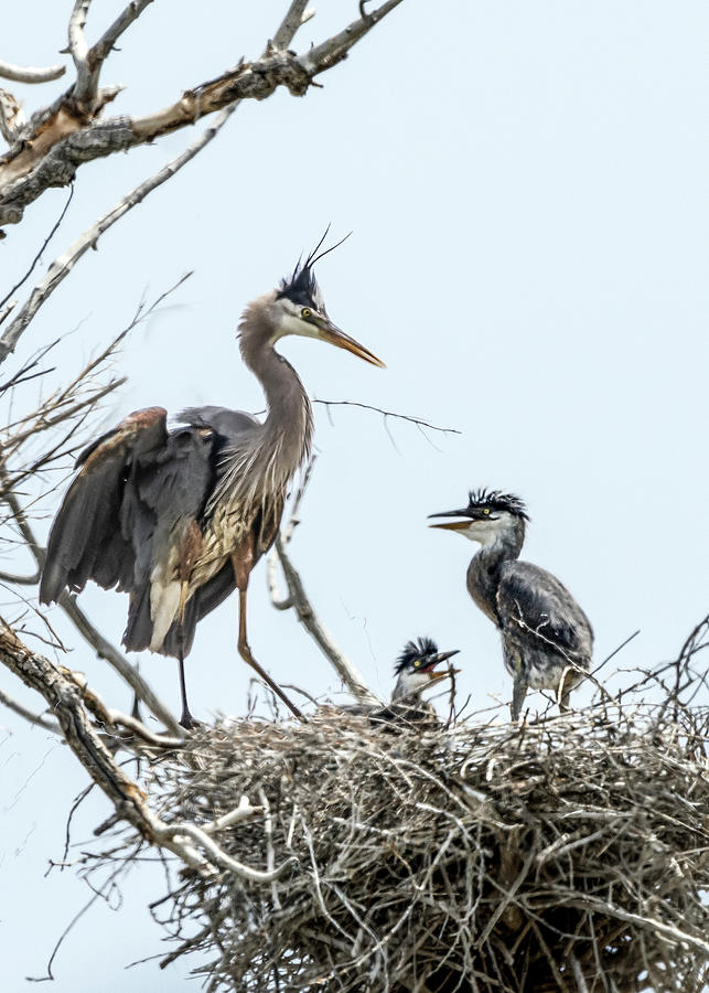 Great Blue Heron Rookery 1 Photograph by Rick Mosher