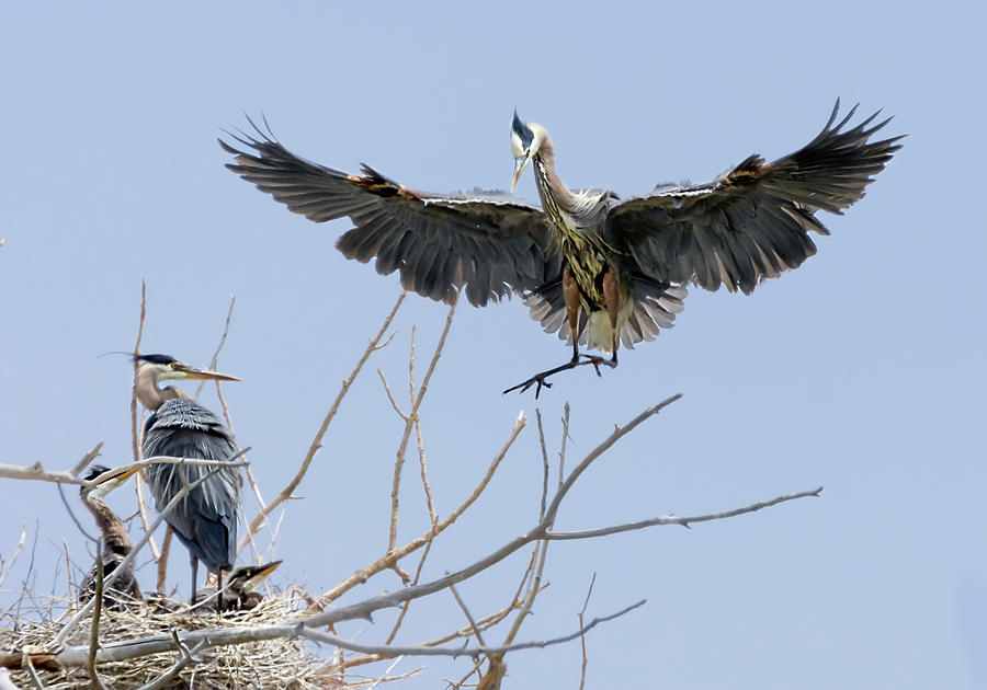 Great Blue Heron Rookery 2 Photograph by Rick Mosher
