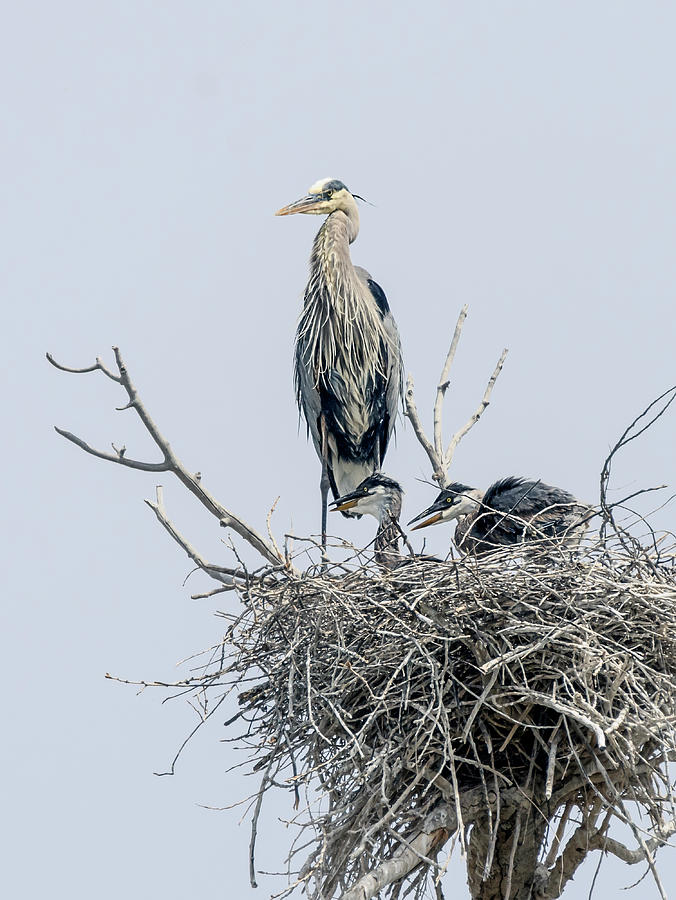 Great Blue Heron Rookery 3 Photograph by Rick Mosher