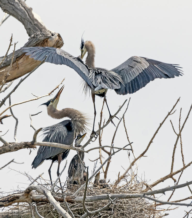 Great Blue Heron Rookery 5 Photograph by Rick Mosher