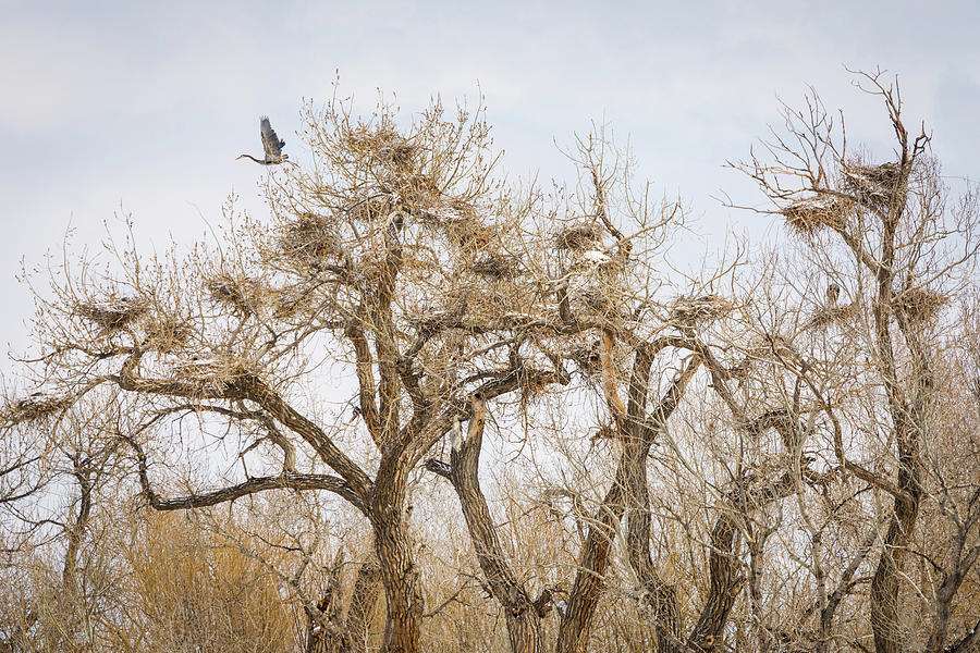 Great Blue Heron Rookery Photograph by James BO Insogna