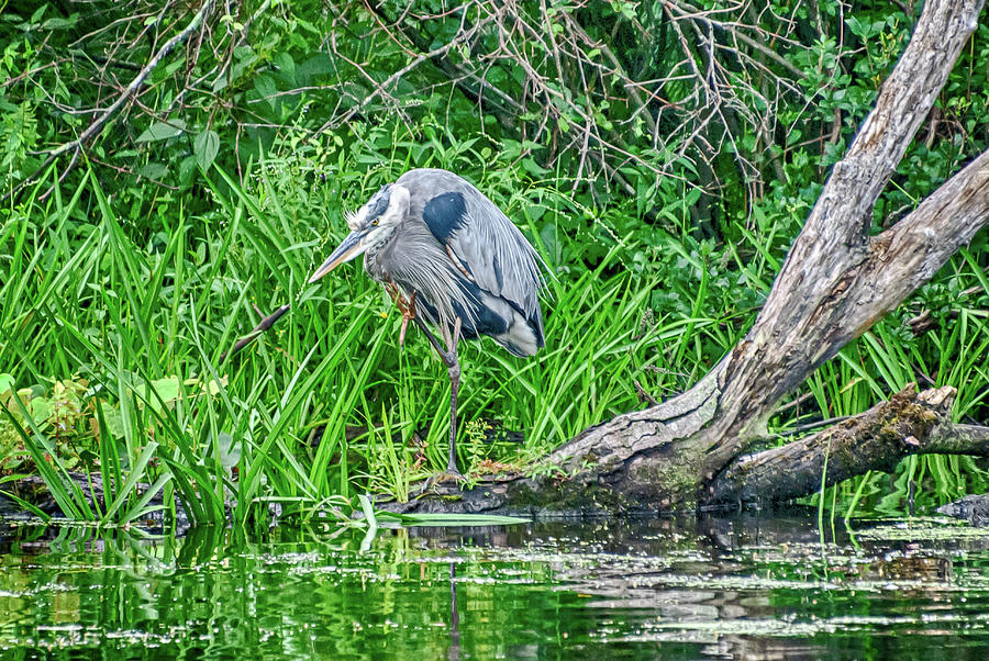 Great Blue Heron Scratching an Itch Photograph by Donald Lanham - Pixels