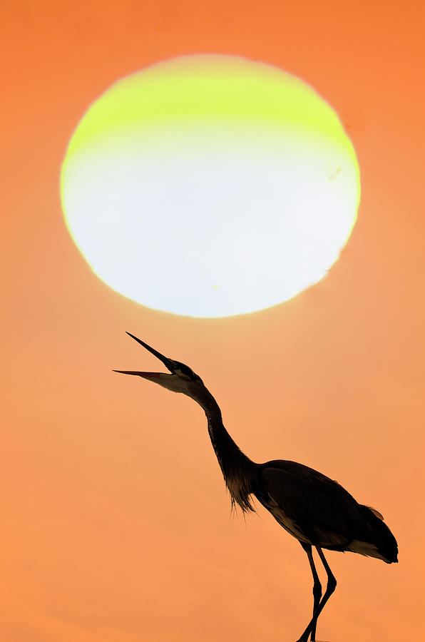 Great Blue Heron, Screeching, Sunset Photograph by Mark Newman