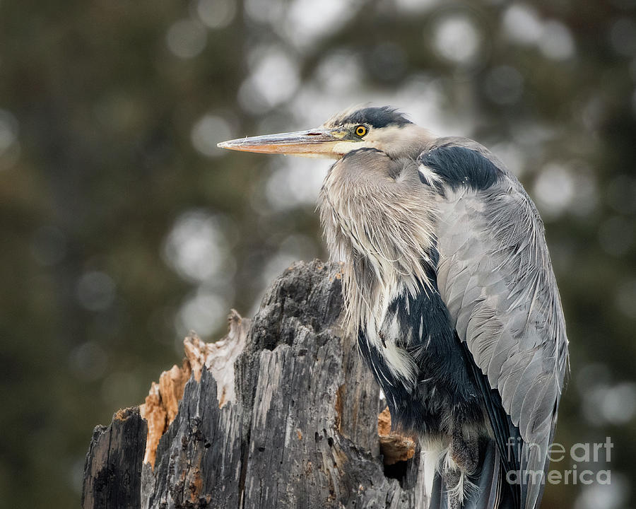 Great Blue Heron Photograph by Shannon Carson