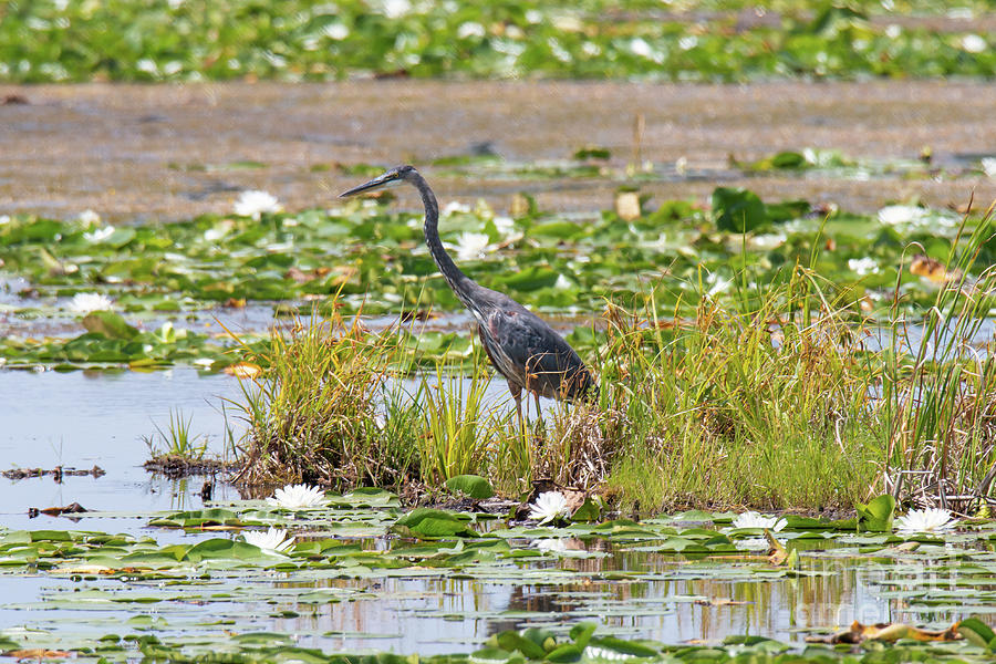 Great Blue Heron by Sheila Skogen Great Blue Heron by Sheila Skogen