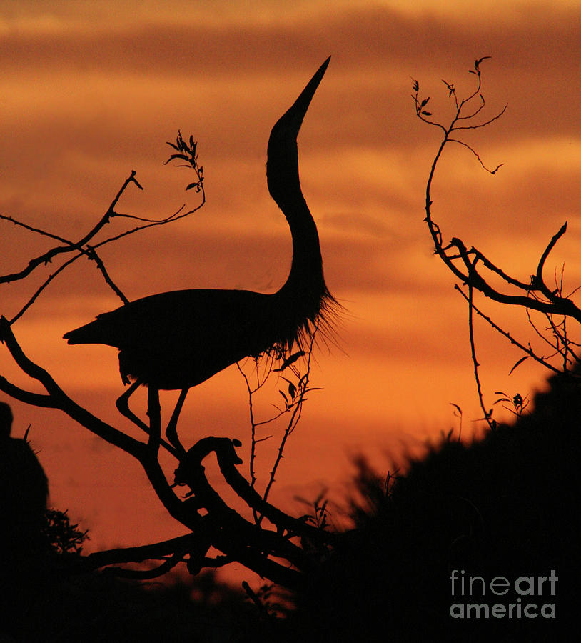 Great Blue Heron Silhouette Photograph by Karen Lindquist