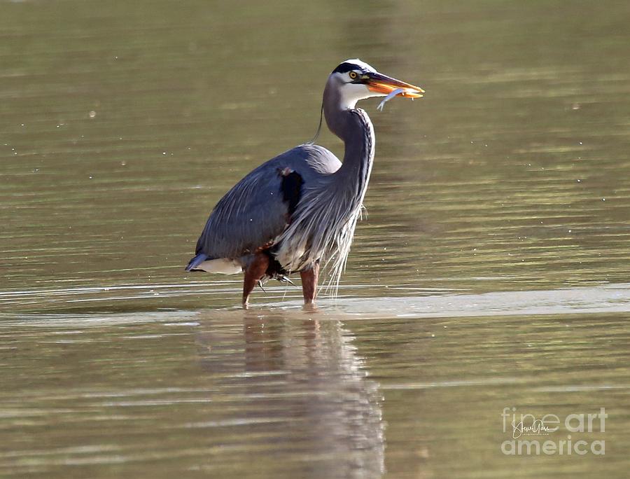 Great Blue Heron Snack Photograph by Steve Gass - Pixels