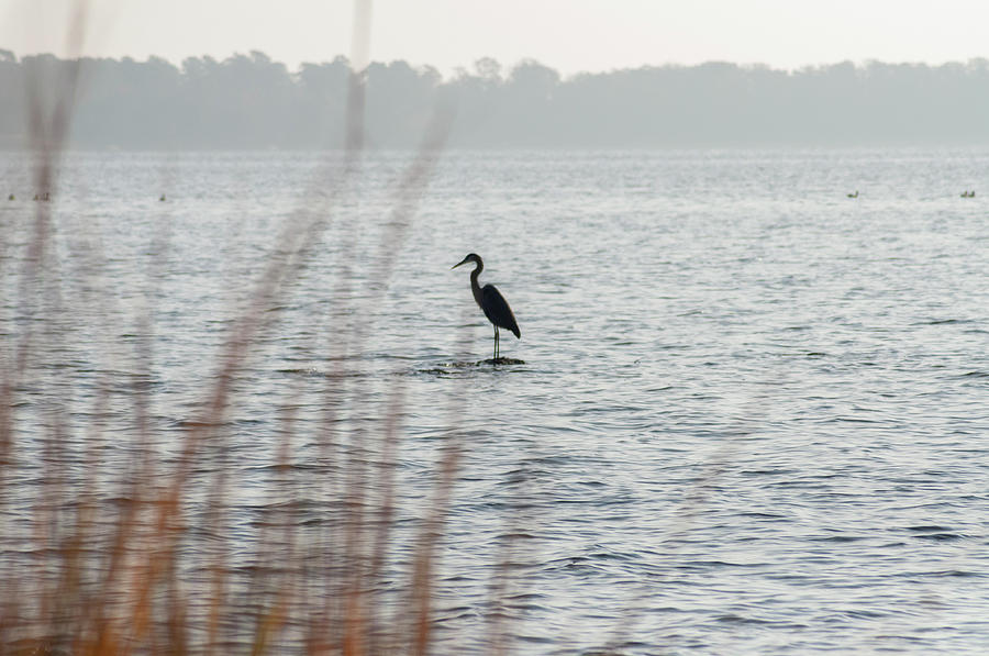 Great Blue Heron - St Michaels Maryland Photograph by Bill Cannon