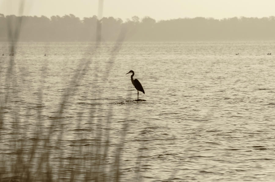 Great Blue Heron - St Michaels Maryland in Sepia Photograph by Bill Cannon