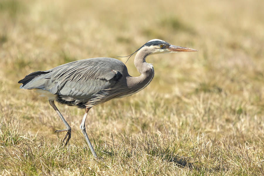 Heron Photograph - Great Blue Heron Stroll by Angie Vogel