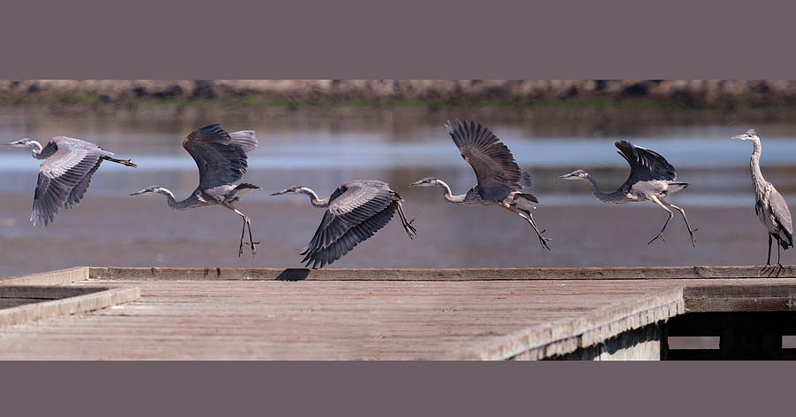 Great Blue Heron Take Off Photograph by Mike Gifford