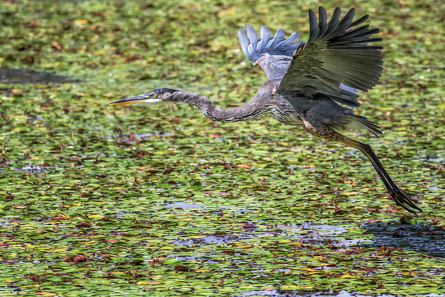 Great Blue Heron Taking Flight Over a Lily Pond by Belinda Greb Great Blue Heron Taking Flight Over a Lily Pond by Belinda Greb