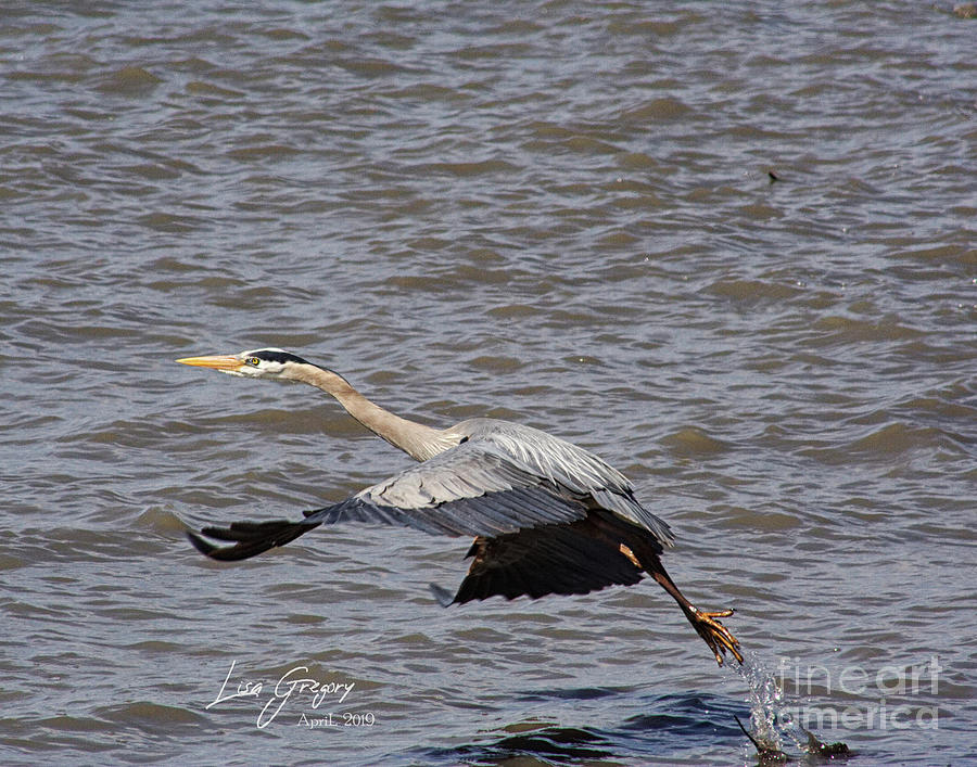 Great Blue Heron Taking Off Photograph by Lisa Gregory - Pixels