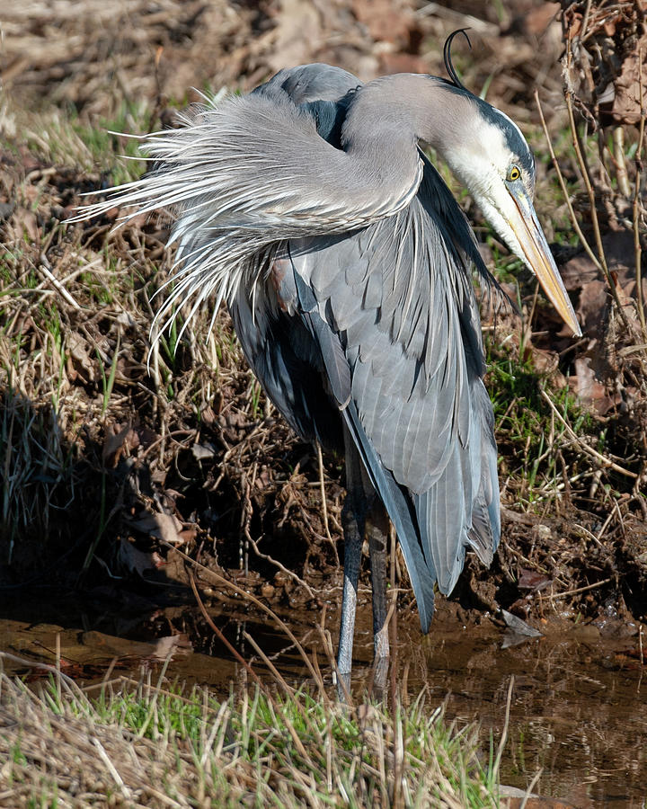 Great Blue Heron The Poser by Lara Ellis Great Blue Heron The Poser by Lara Ellis