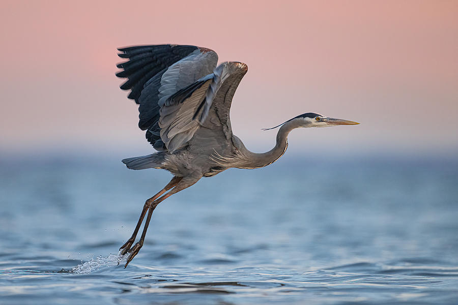 Wildlife Photograph - Great Blue Heron by Tony Xu