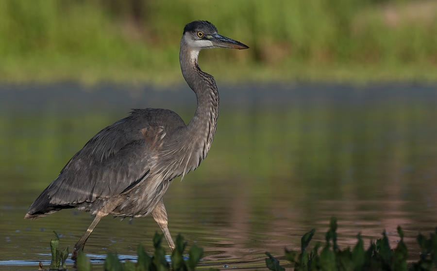 Great Blue Heron Wading. Photograph By Paul Martin