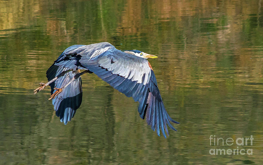 Great Blue Heron Photograph by Wayne  Johnson