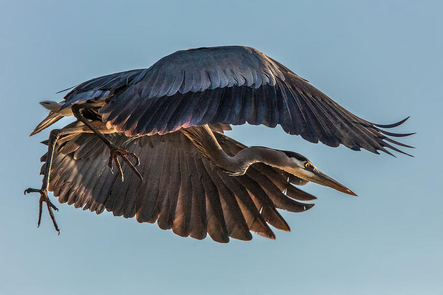 Heron Photograph - Great Blue Heron by Wei Liu