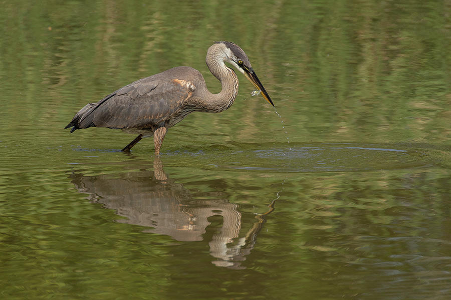 Great Blue Heron With Fish Photograph By Dan Ferrin - Pixels