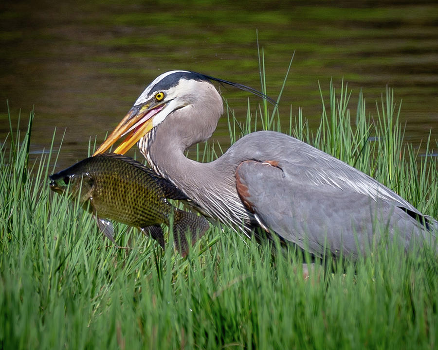 Great Blue Heron With Fish Photograph by Tim Kirchoff