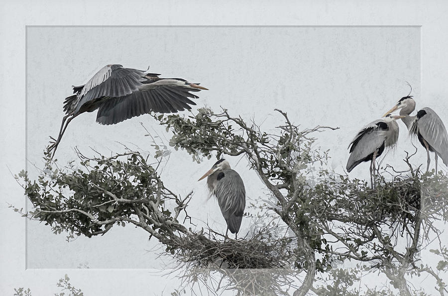 Great Blue Herons of Rockport Rookery  Photograph by Debra Martz