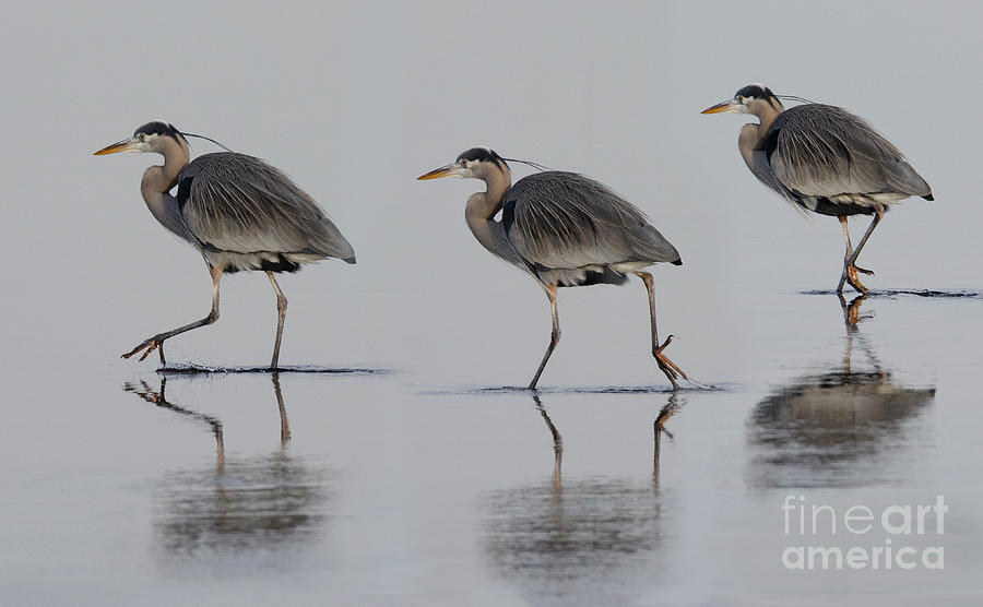 Great Blue Heron On The Prowl Photograph by Bob Christopher