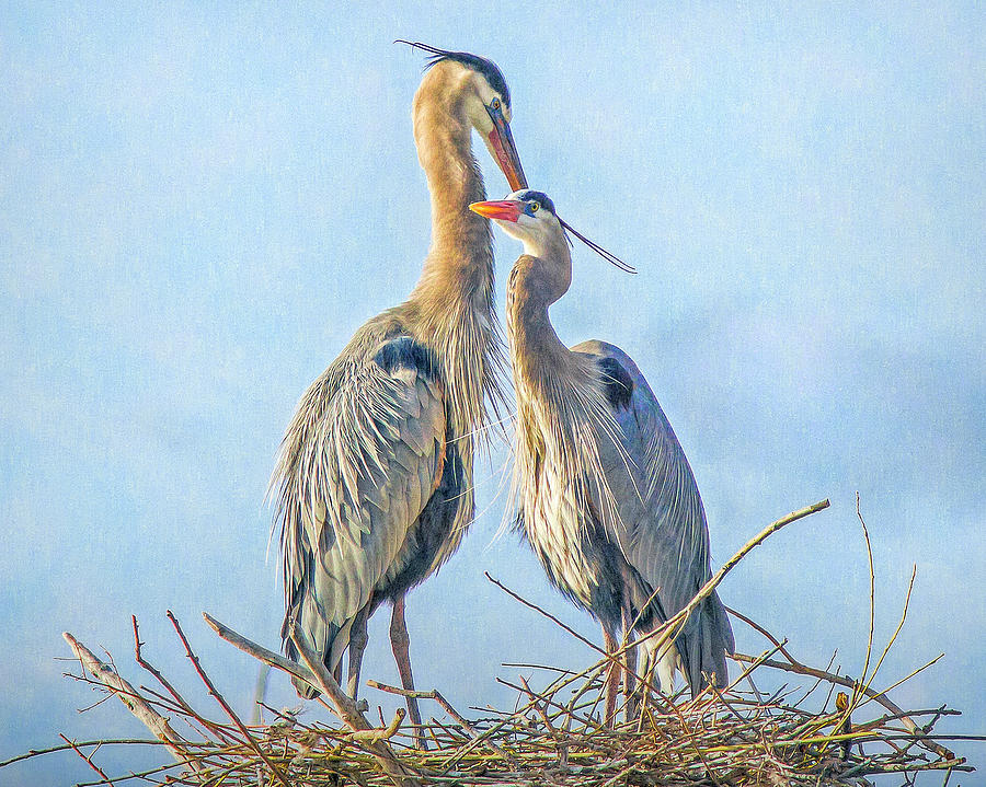 Great Blue Herons on Their Nest Photograph by Lowell Monke