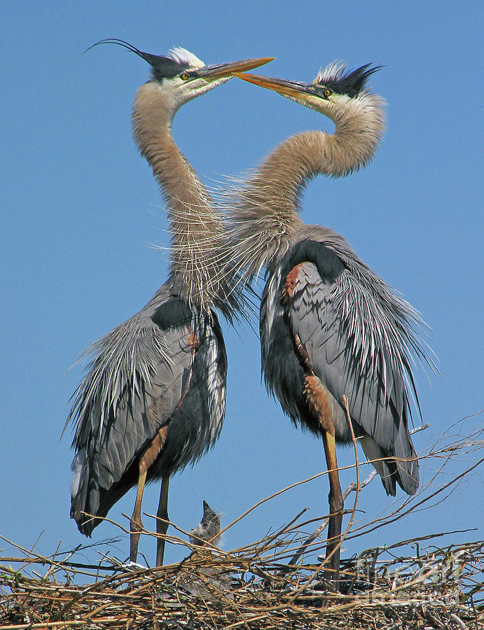 Great Blue Herons The Face Off Photograph by Larry Nieland
