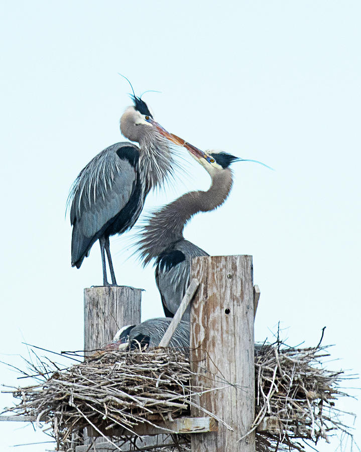 Great Blue Herons With Chick Photograph