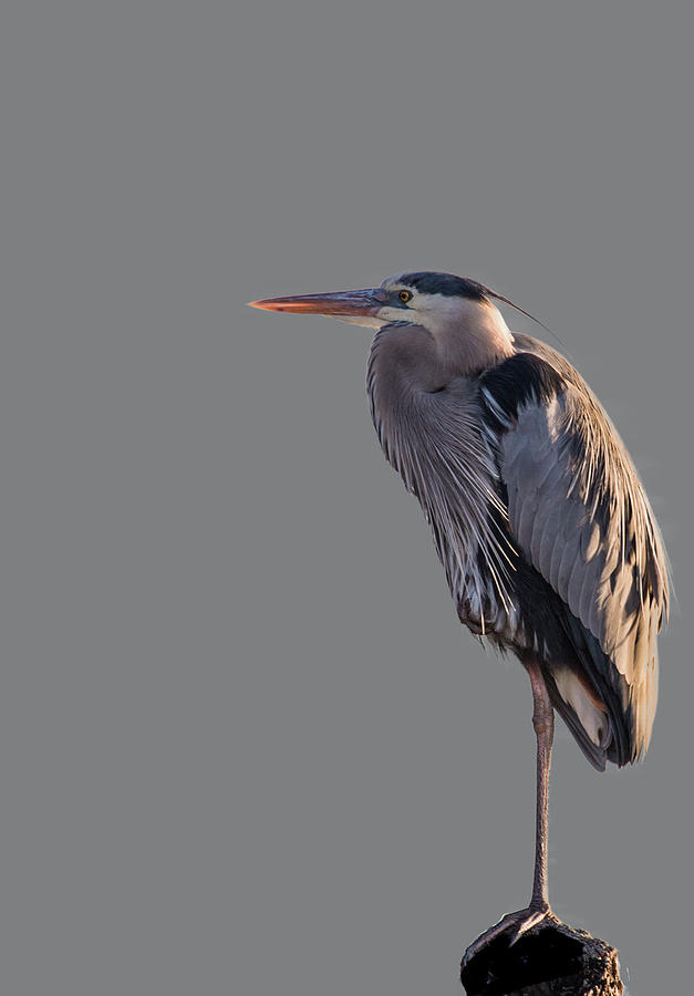 Great Blue on Piling Photograph by Kathryn Seguin - Fine Art America