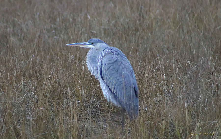 Great Blue, Standing Guard Photograph by Jerry Mitchell