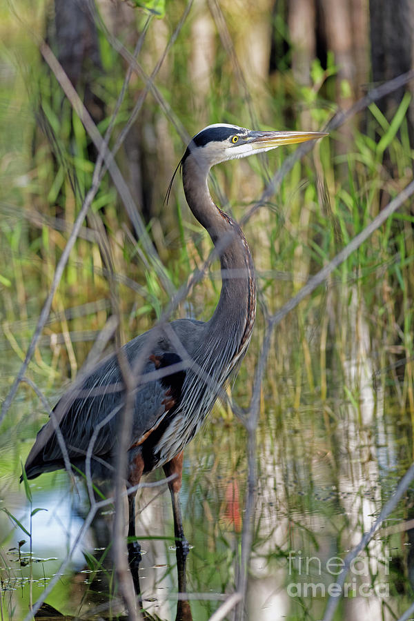 Great Blue Thru Swamp Lens Photograph by Natural Focal Point Photography
