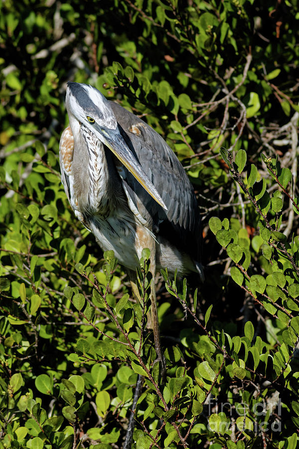 Great Blue Waiting in Florida Everglades Photograph by Natural Focal Point Photography