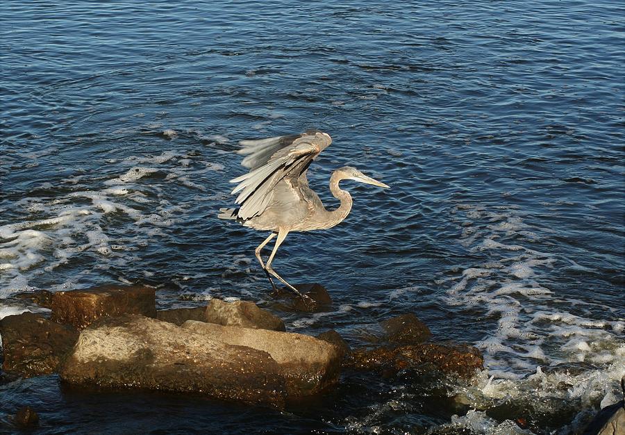 Great Blue Wing Spread by Karen Silvestri Great Blue Wing Spread by Karen Silvestri
