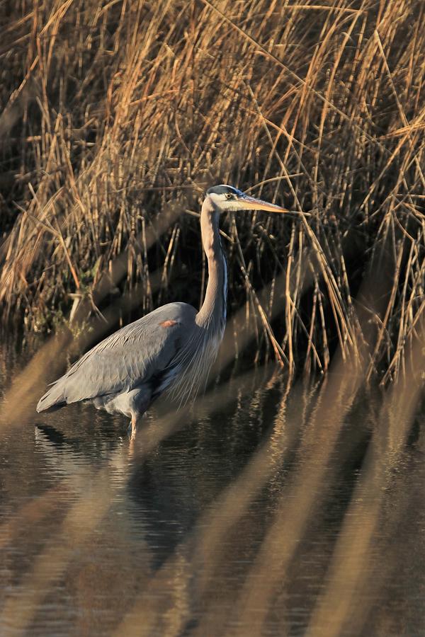 Great Blue With Setting Sun by Karen Silvestri Great Blue With Setting Sun by Karen Silvestri