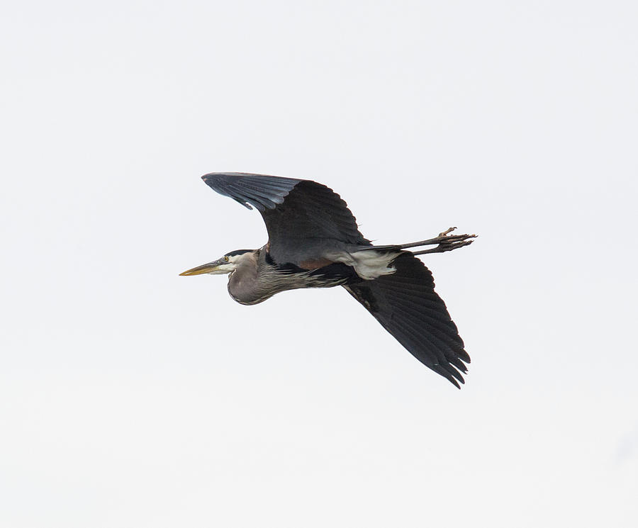 Great Blue Yonder Photograph by Michael Sprintz - Pixels