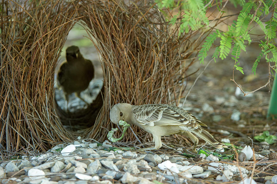 Great Bowerbird, Male Showing Off Treasures Whilst Female Photograph by Steven David Miller / Naturepl.com Great Bowerbird, Male Showing Off Treasures Whilst Female Photograph by Steven David Miller / Naturepl.com