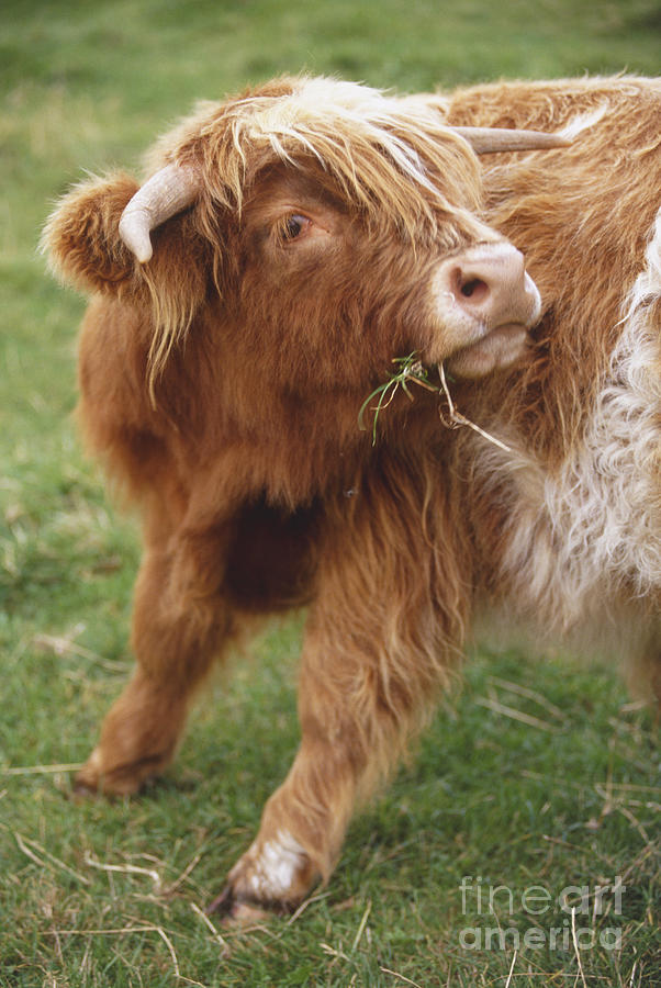 Great Britain, Scotland, Lowlands, Loch Lomond, Highland Cow Grazing On Grass Photograph by British School Great Britain, Scotland, Lowlands, Loch Lomond, Highland Cow Grazing On Grass Photograph by British School
