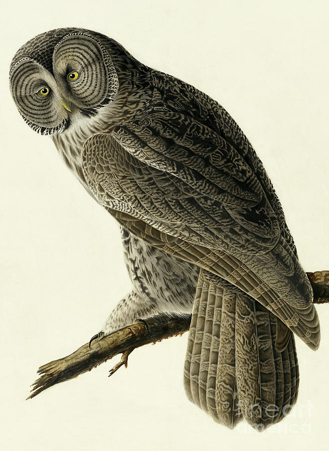 Great Cinereous Owl, Strix Nebulosa by Audubon Painting by John James Audubon