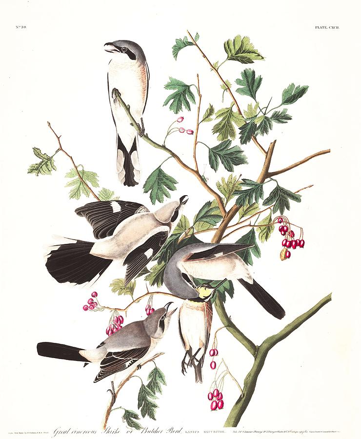 Great Cinereous Shrike, Or Butcher Bird By John Audubon Painting
