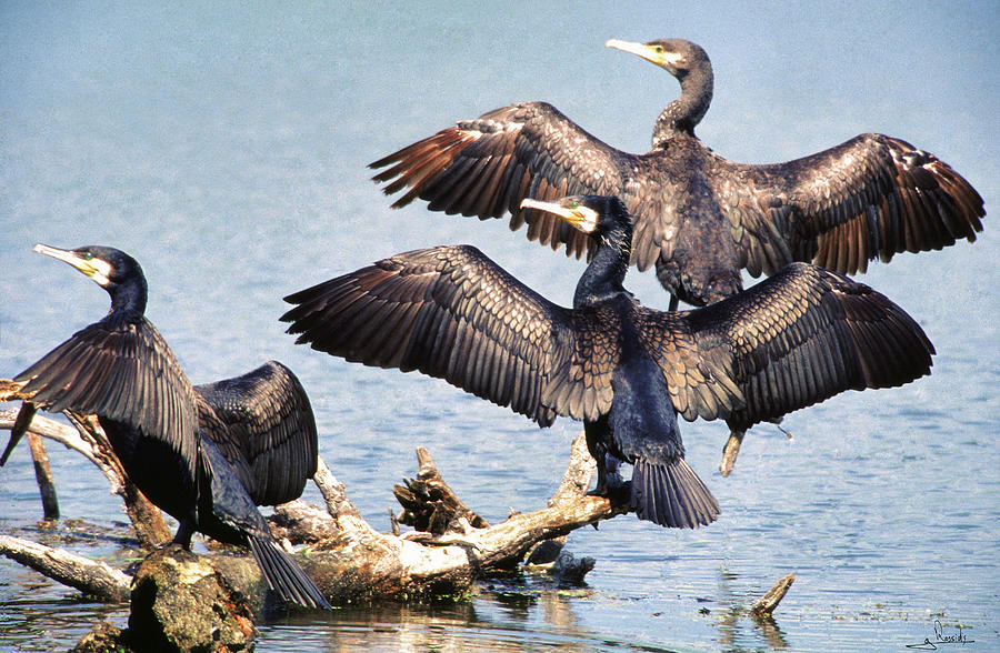 Great Cormorant Photograph by George Rossidis