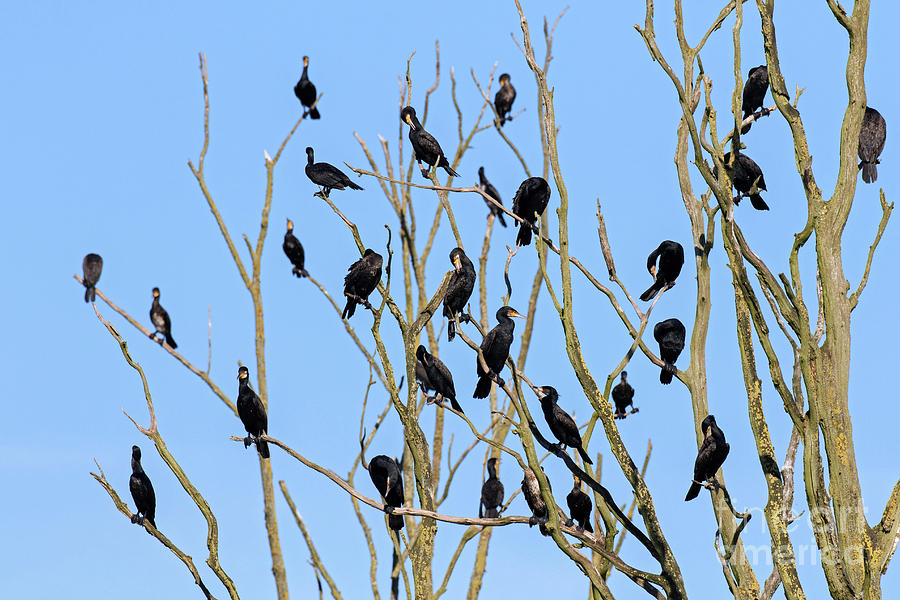 Great Cormorants Photograph