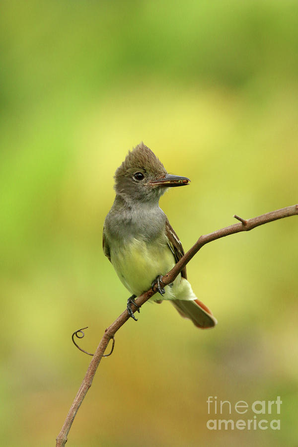 Great Crested Flycatcher #2 Photograph by Karen Lindquist