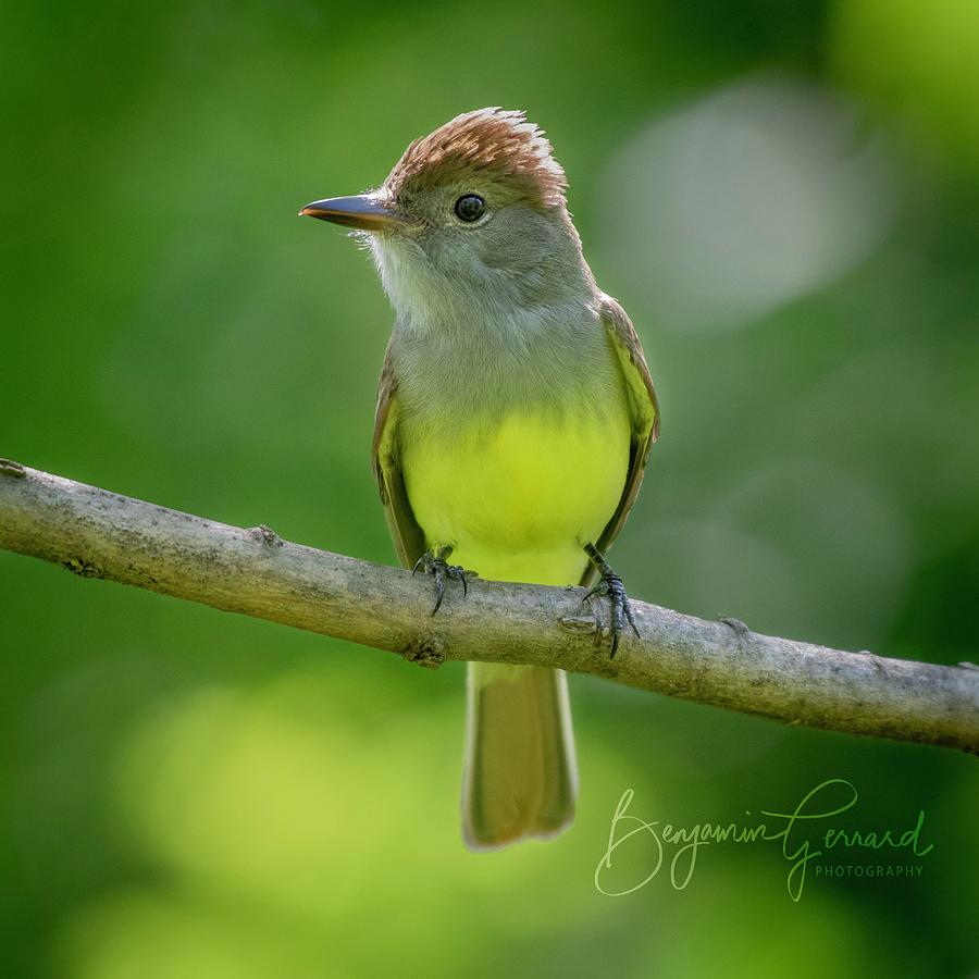 Great Crested Flycatcher Photograph by Ben Gerrard | Fine Art America