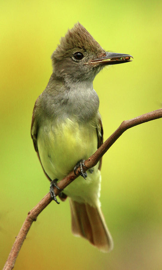 Great Crested Flycatcher Photograph by Karen Lindquist