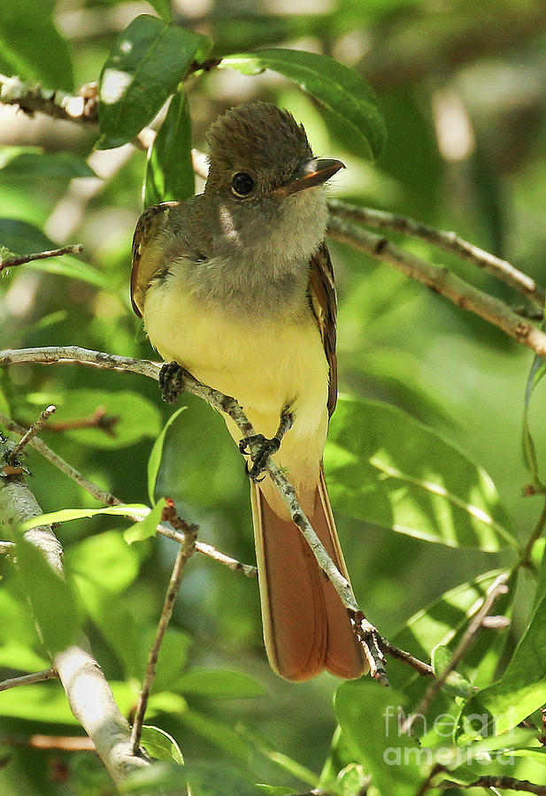 Great Crested Flycatcher Photograph by Michelle Tinger