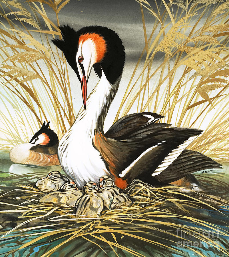 Great Crested Grebe Painting by David Pratt
