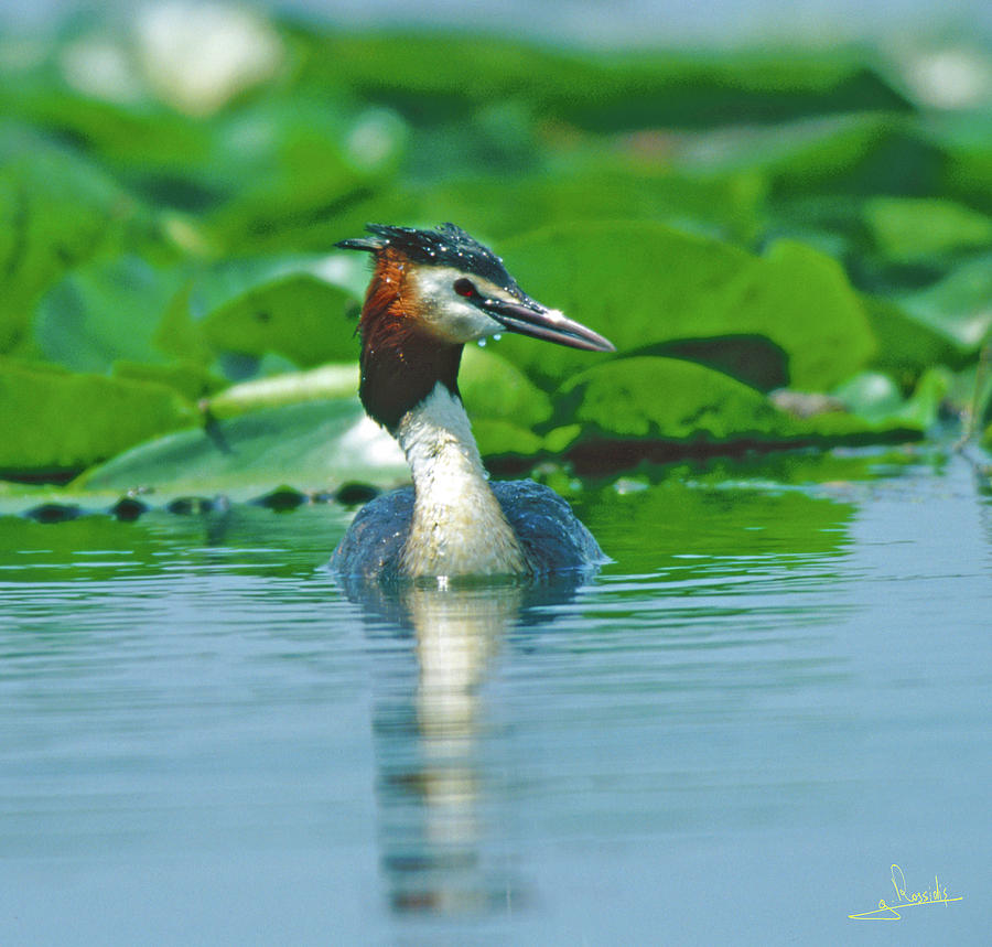 Great crested grebe Photograph by George Rossidis