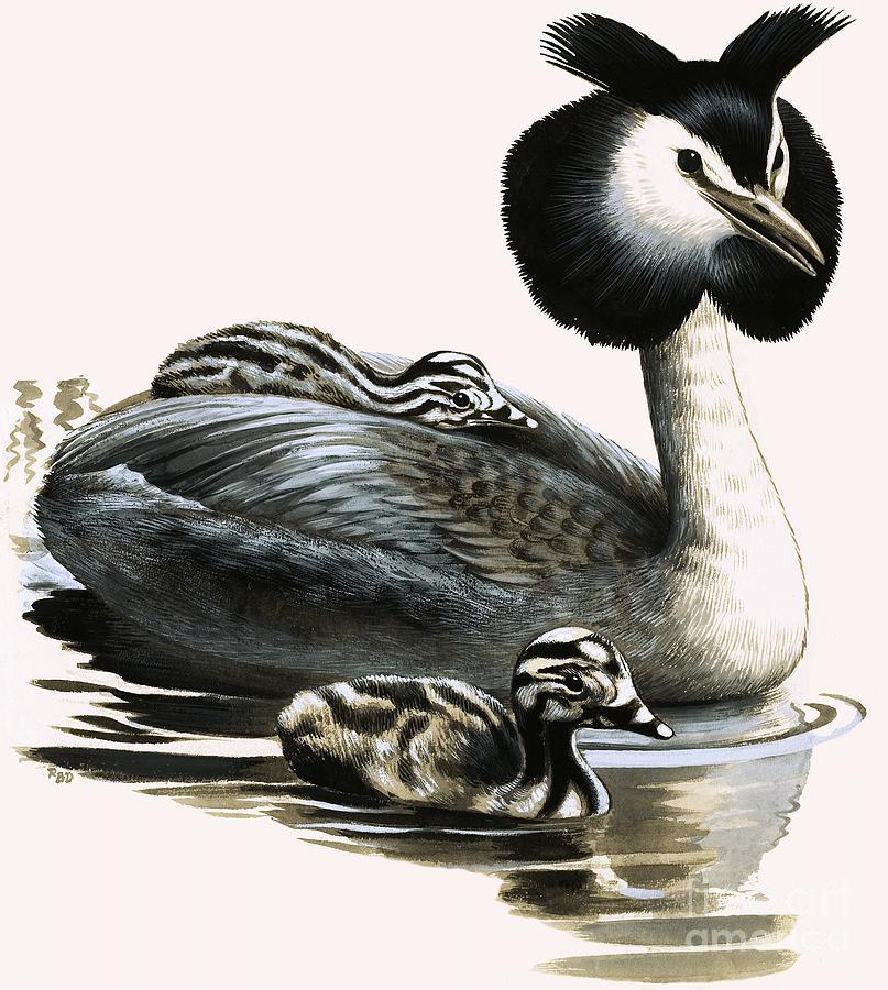 Great Crested Grebe Painting by Rb Davis