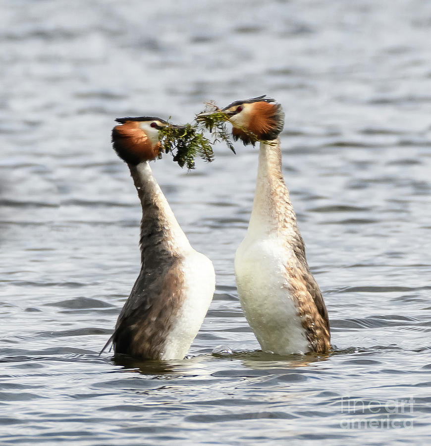 Great Crested Grebes and weed dance Photograph by Colin Rayner